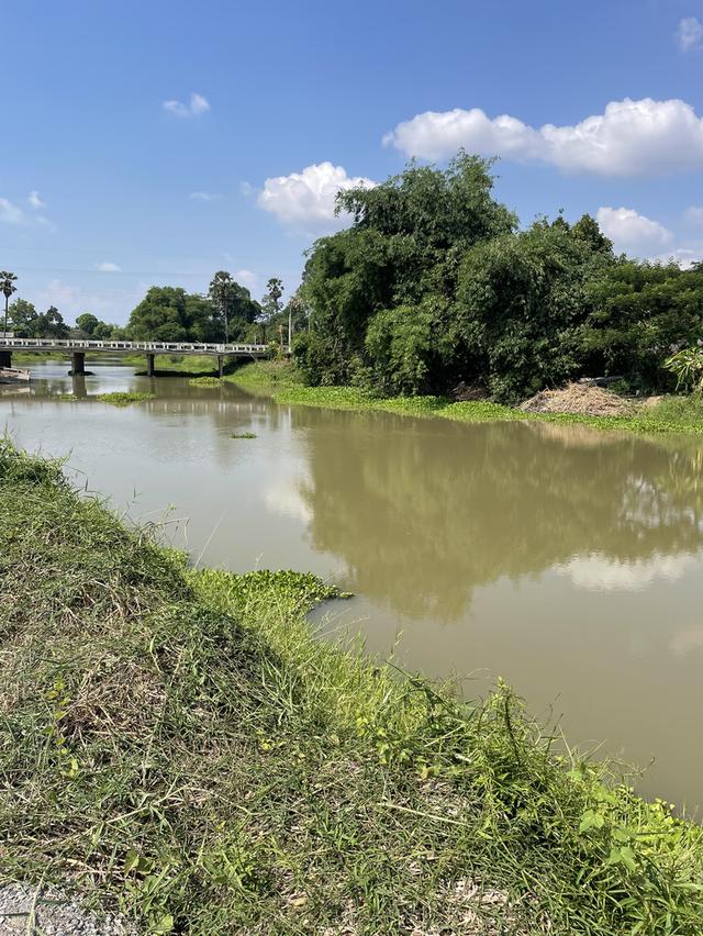 ทึดิน 4 ไร่ ทีสวย ไม้ใหญ่ยางนา 80++ ตำบลปากน้ำ เดิมบางนางบวช สุพรรณบุรี 8
