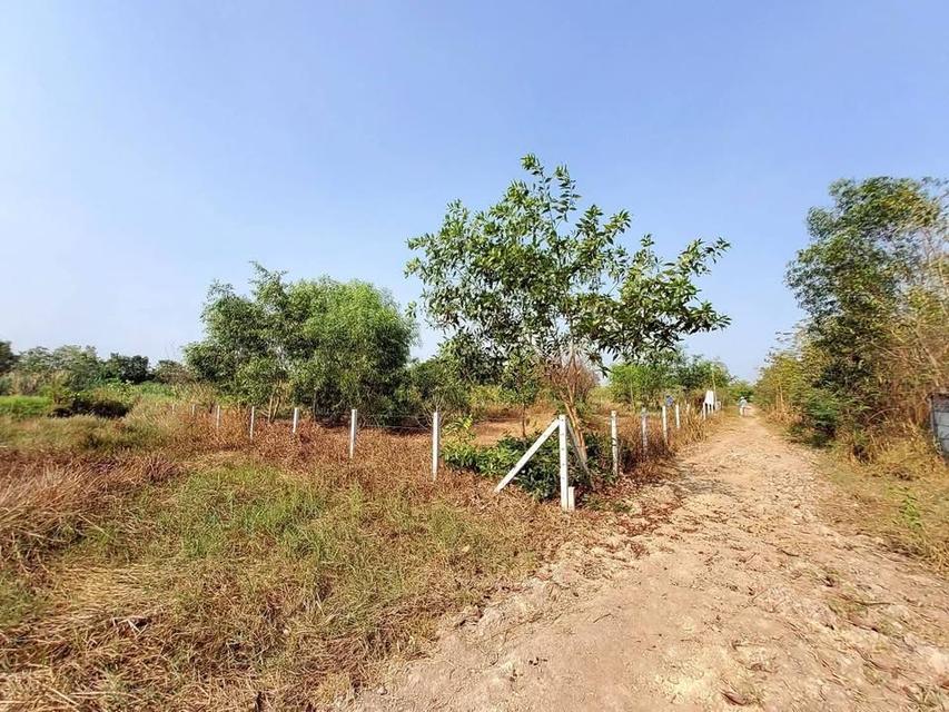 ขายถูกทีดิน 400 ตารางวา ติดถนนสาธารณะใกล้ซอยอยู่รวย แลนด์ หนองสามวัง หนองเสือ 4