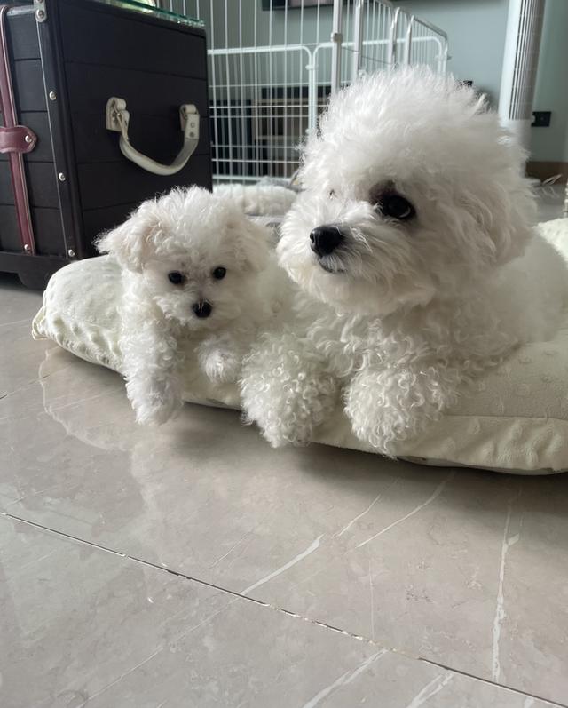 ลูกบิชองฟริเซ่ (เด็กชายโฮต๊อก) 6