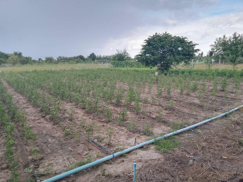 ที่ดินว่างเปล่า อ.หนองหญ้าไซร์ จ.สุพรรณบุรี 5