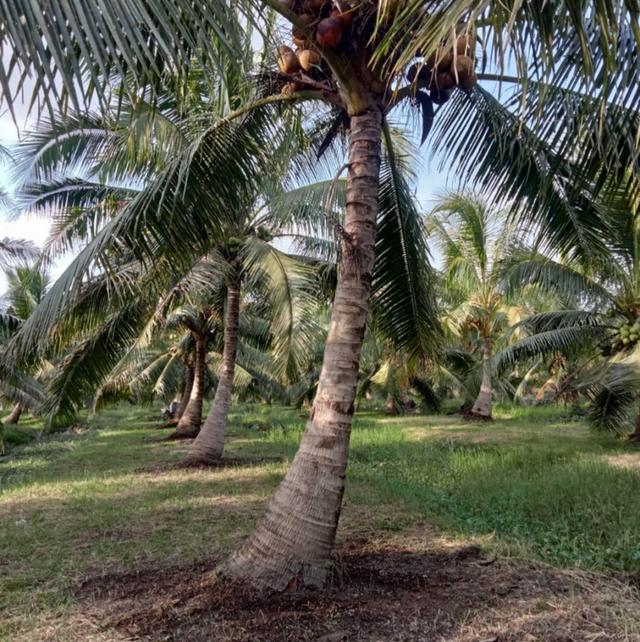 ขายที่ดิน สวนมะพร้าว  12-2-7.9 ไร่ อ.ปากพนัง จ.นครศรีธรรมราช *เก็บผลผลิตได้เลย* 5