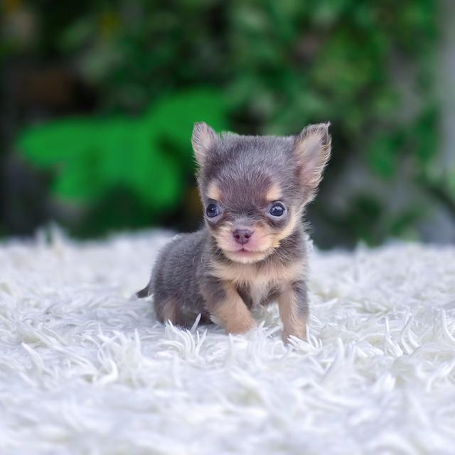 ชิวาวาขนยาวแท้ไซส์ทีคัพสีบลูแทน รูปที่ 6