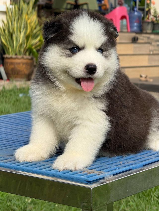 Siberian Husky puppies รูปย่อยที่ 3