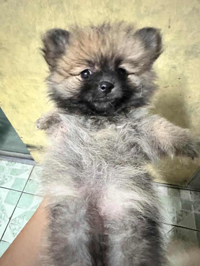 น้องหมา ปอมเมอเรเนียน