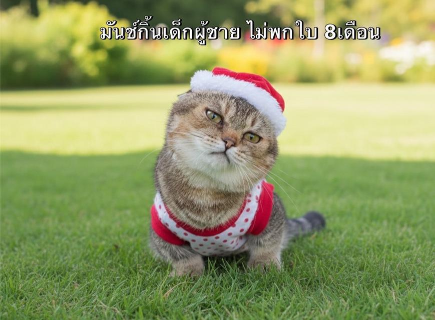 แมวมันช์กิ้น รวมเด้กมันช์กิ้นขาสั้น ชาย หญิง 4