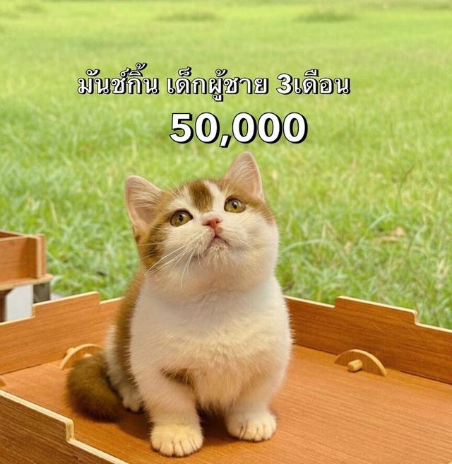 แมวมันช์กิ้น รวมเด็กๆมันช์กิ้นทั้งหมดของฟาร์ม 10