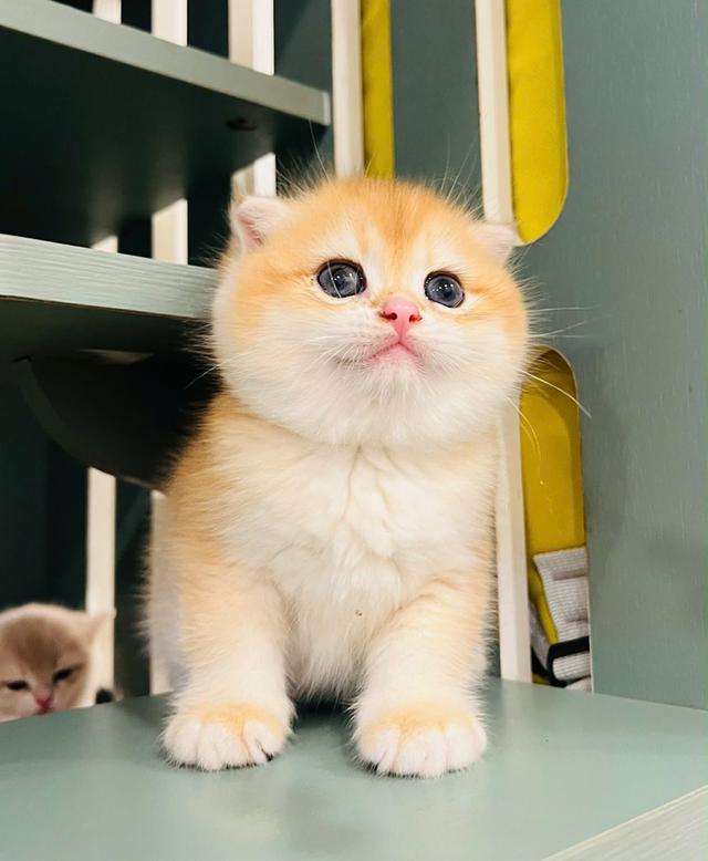 แมวมันช์กิ้นขาสั้น เด็กผู้หญิง รูปที่ 2