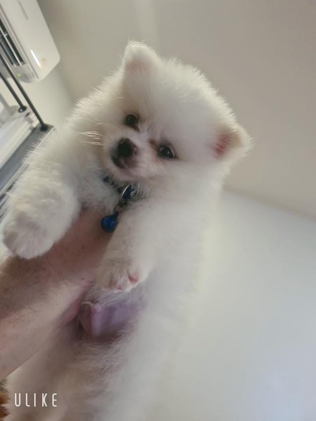 white male Pomeranian puppy
