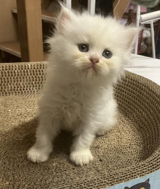 ลูกแมวเปอร์เซีย หน้าบี้หน้าหล่น หน้าตุ๊กตา เปิดกล้องดูเด็กๆได้ค่ะ รูปที่ 14