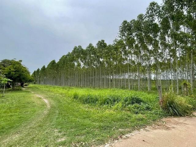 ขายที่ดินสวยเกาะจันทร์ ที่ดิน 1 ไร่ ทำเลดี อยู่ในแหล่งชุมชน เหมาะแก่การพักอาศัย 6