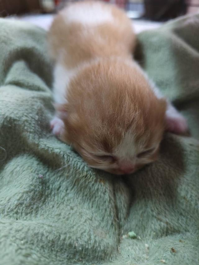 เปิดจองลูกแมวเปอร์เซียเพศ ญ ขาวส้ม รับน้องได้หลัง 14 มีค 69 เปิดกล้องดูก่อนได้ค่ะ รูปที่ 1