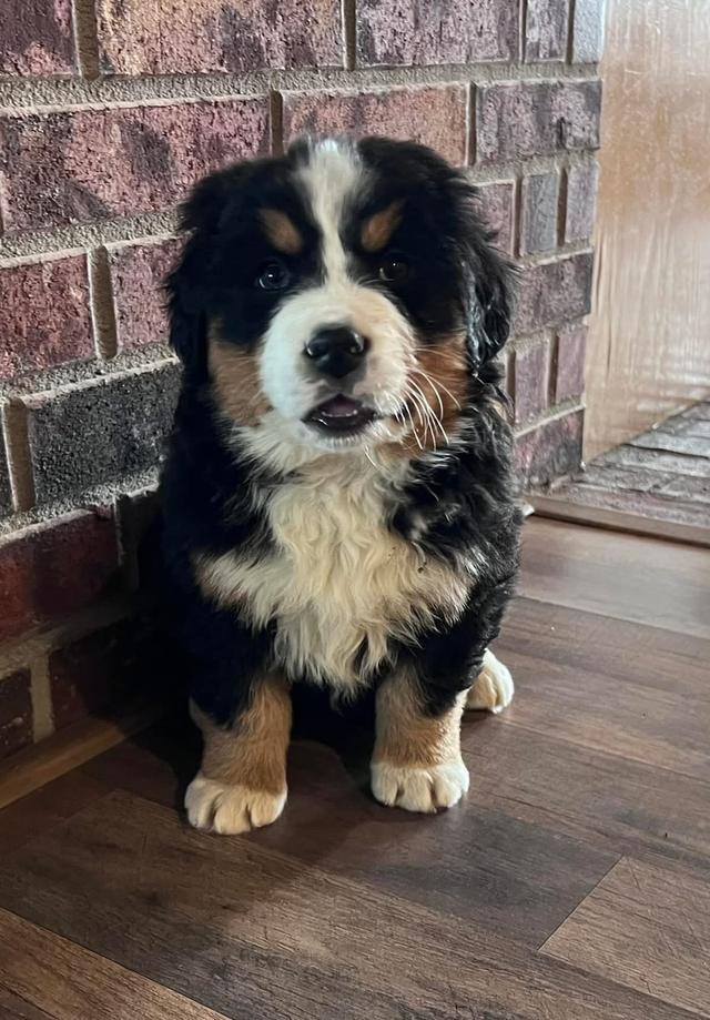 ลูกสุนัข Bernese Mountain Dog หาบ้าน 5