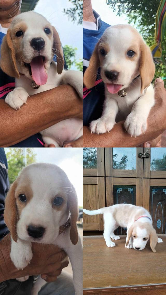 น้องหมาบีเกิ้ล​แท้​  3