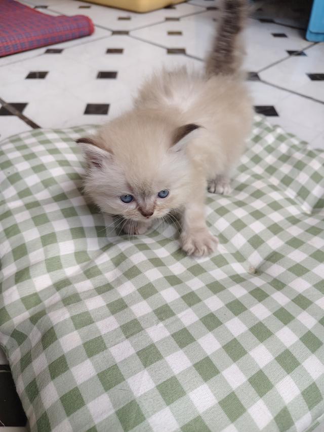 แมวเปอร์เซียหิลามายัน รูปที่ 4