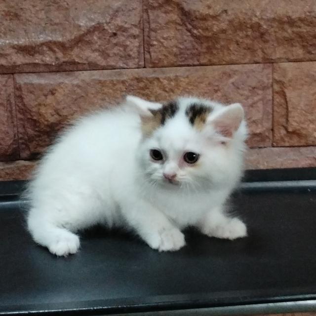scottish fold ลพบุรี บ้านแมวลพบุรี รูปที่ 5