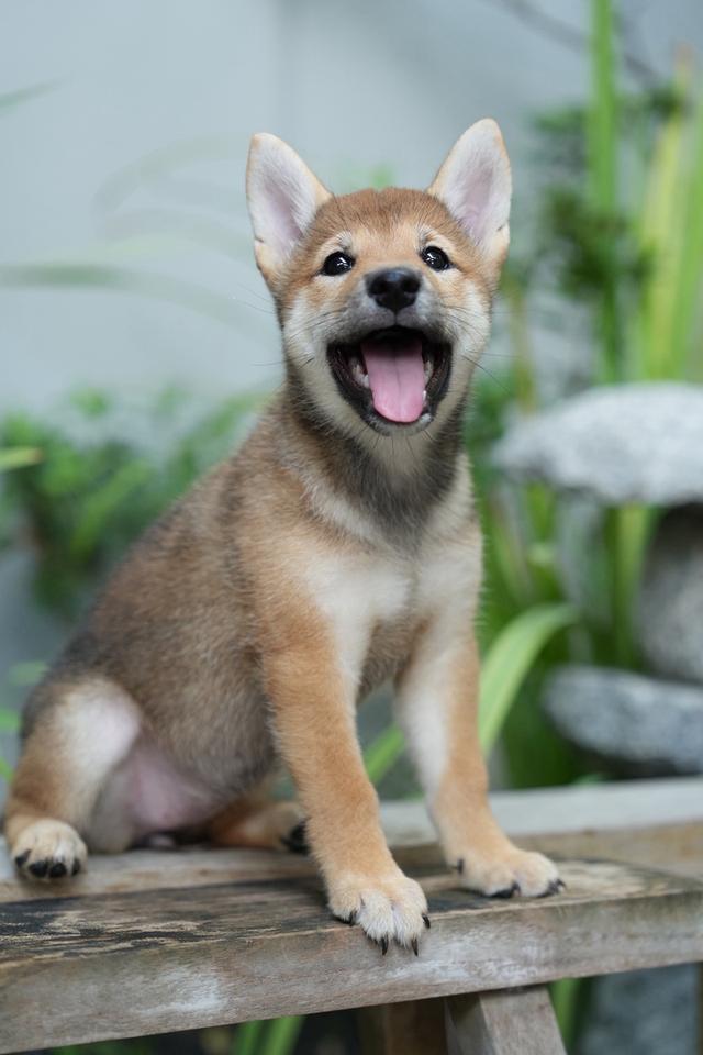 ลูกสุนัขชิบะอินุเพศเมียอายุ 2 เดือน
