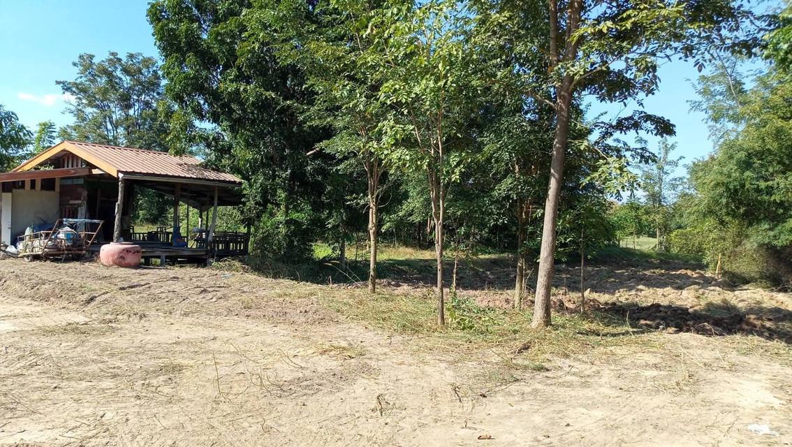 ที่ดินจำนวน 5 ไร่สระกระโจม ดอนเจดีย์ สุพรรณบุรี 15