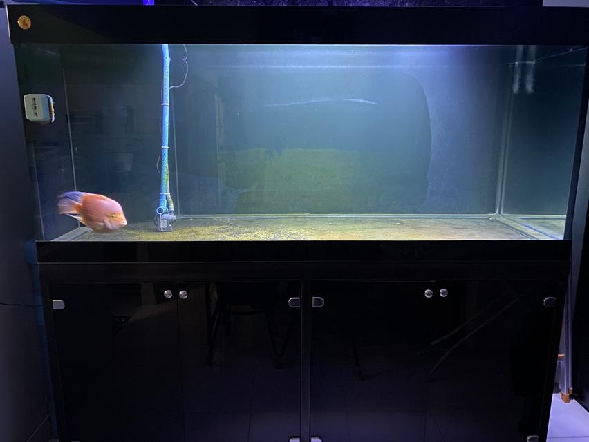 ขาย ตู้ปลานิศาชล ขนาด 72" x 30" x 30" กระจกหนา 4 หุน 3