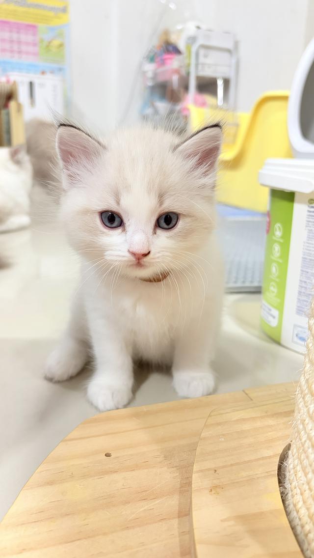 แมวสายพันธุ์Ragdoll ผู้หญิง 40,000 บาท ตรวจสุขภาพก่อนย้ายบ้าน มีใขเพ็ด WCF ทำวัคซีนแล้ว รูปที่ 6