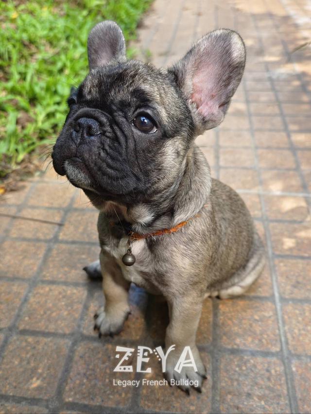 ZEYA สุนัขเฟรนช์บูลด็อก  10