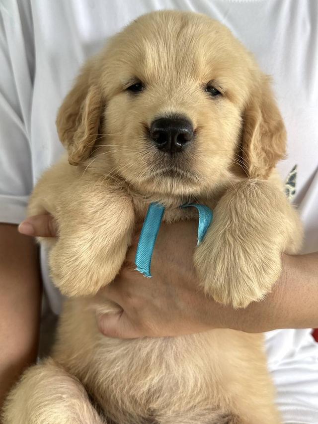 สุนัขพันธุ์โกลเด้นรีทรีฟเวอร์