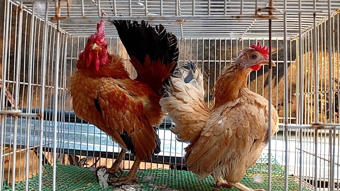 ไก่ซีไบร์ท