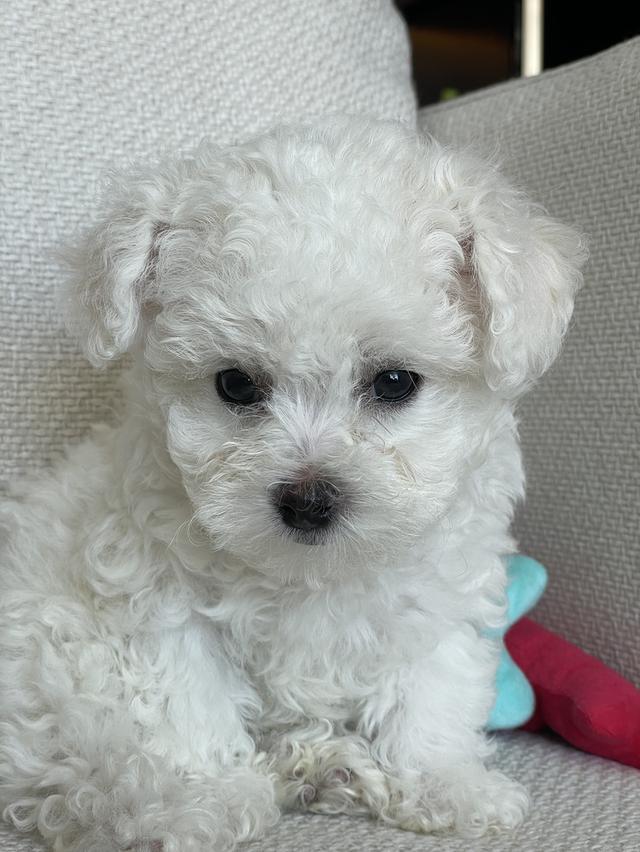 ลูกบิชองฟริเซ่ (เด็กชายโฮต๊อก)