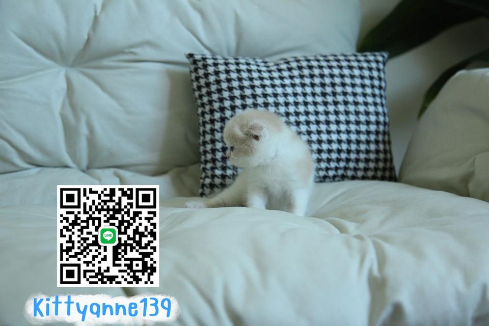 แมวสก็อตติชโฟลด์แท้พ่อพกใบwcf 8