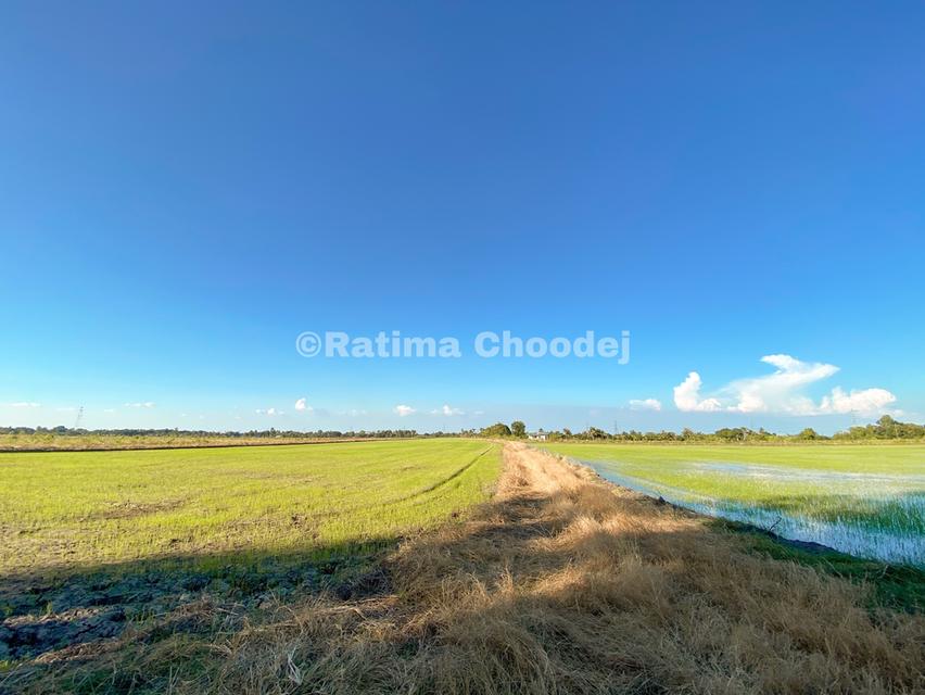 ขายที่ดินย่านบางน้ำเปรี้ยว 9 ไร่ 2 งาน 74 ตารางวา 1