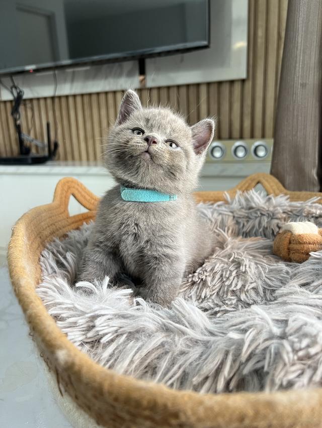 ลูกแมว บริติช ช็อตแฮร์ ใบเพ็ดนอกWCF(British Shorthair)