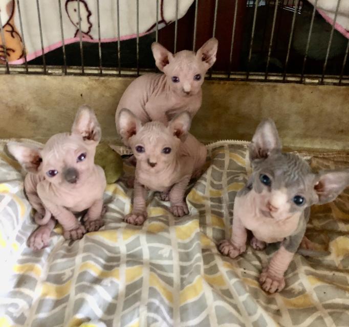 sphynx สฟิงซ์เพศหญิง