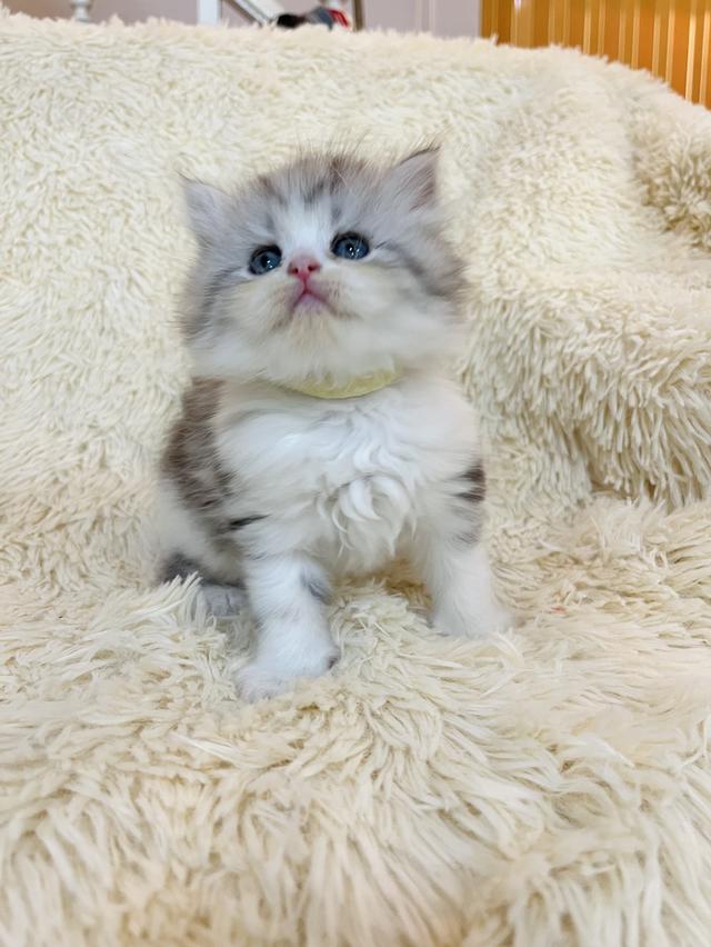 แมว สก๊อตติชแท้ 😁🔥🔥🔥🔥