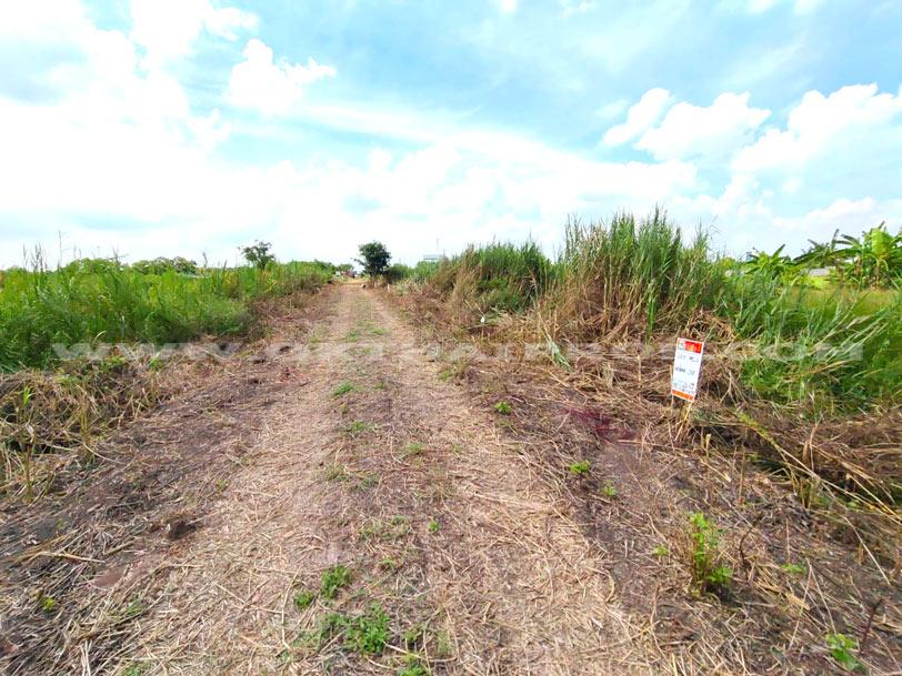 ที่ดินจัดสรรล็อคที่ 20 ถ.346 ต.หน้าไม้ อ.ลาดหลุมแก้ว จ.ปทุมธานี 1