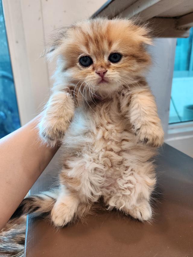 แมว สก็อตติช อายุ 2-3 เดือน ตัวละ 5000 พิกัดไทรม้า 14