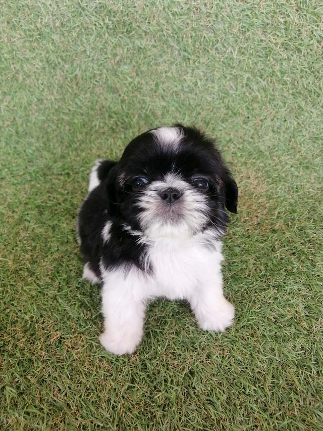 ชิสุห์ปอม สีขาวดำ เพศผู้ ดช.ชาบู พร้อมย้าย อัพเดท 6/3/2026