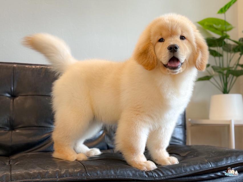 โกลเด้น นำเข้าจากประเทศจีน