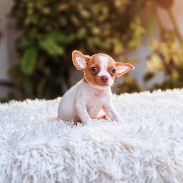 น้องโอเว่นชิวาวาขนสั้นเพศผู้ รูปย่อยที่ 4