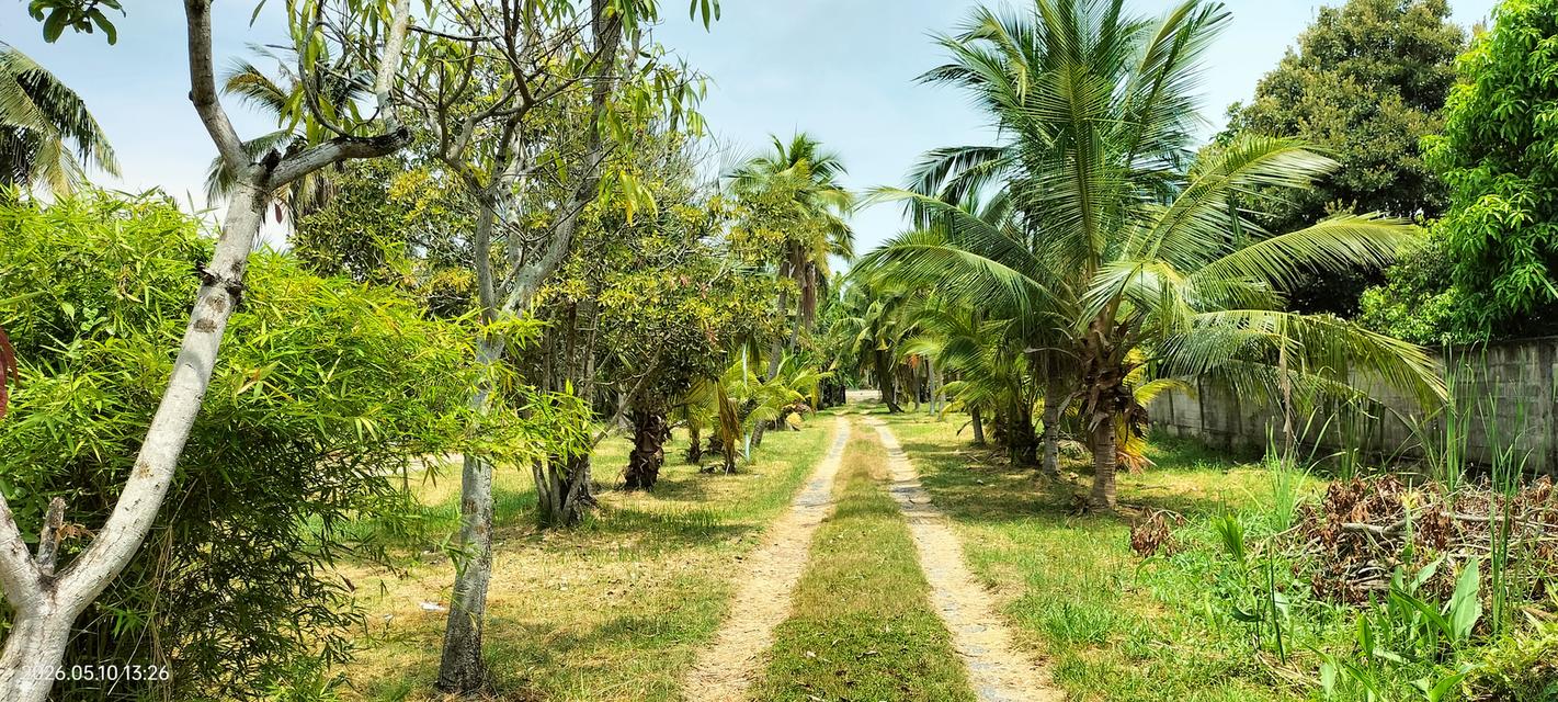 ขายที่ดินพร้อมบ้าน ริมคลองดำเนินสะดวก ตำบลหลักสาม อำเภอบ้านแพ้ว จังหวัดสมุทรสาคร 2