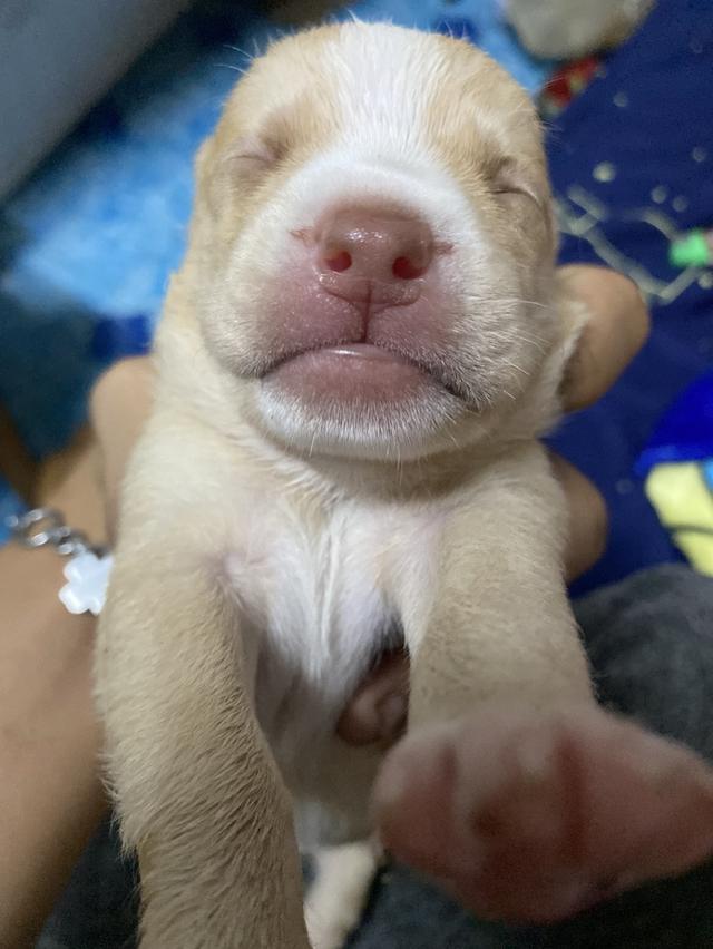 ลูกสุนัขพิทบลู ผสมลาบาดอร์ รูปที่ 3