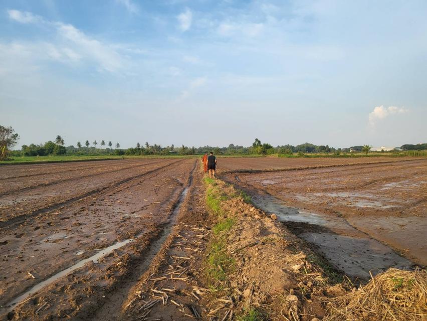 ขายที่ดิน จังหวัดพิจิตร 2