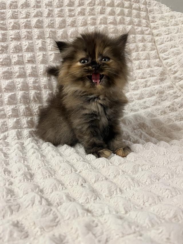 แมวเปอร์เซีย 🙂❌🍊✋😁vg 15