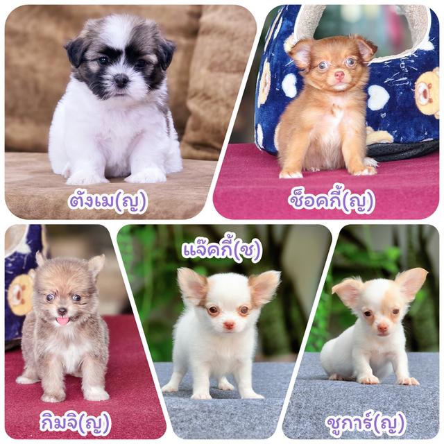 Chihuahua พร้อมย้ายบ้านจ้า