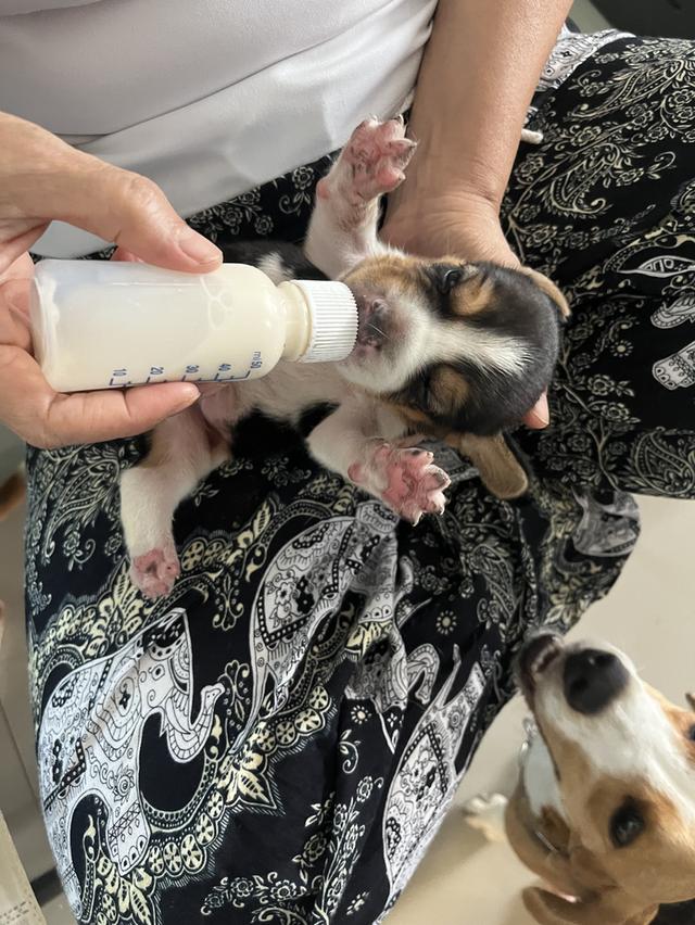 ลูกสุนัข บีเกิล