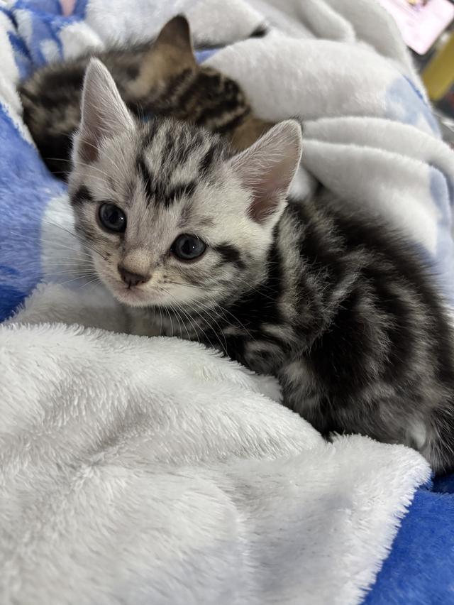 แมว American Shorthair
