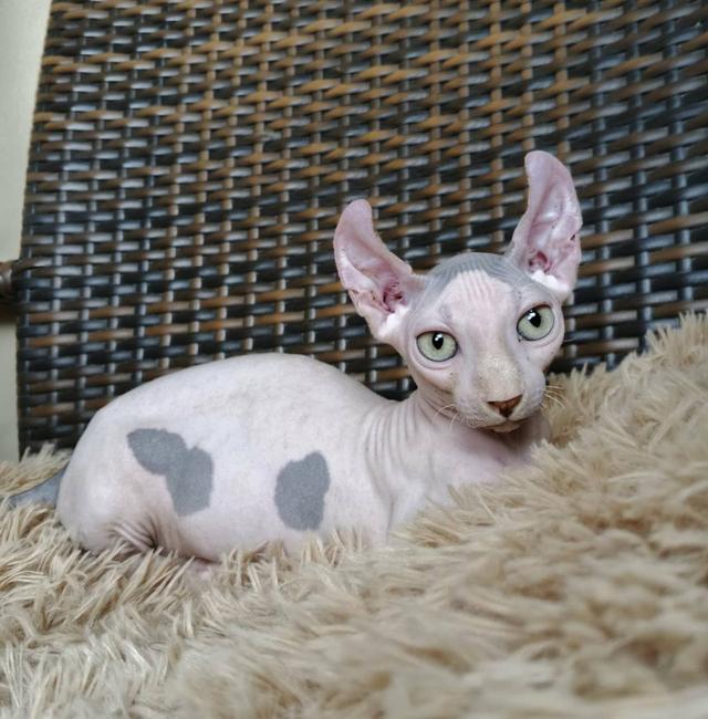 31.แมวดเวล/เพศผู้ Dwelf Cat/Male 7