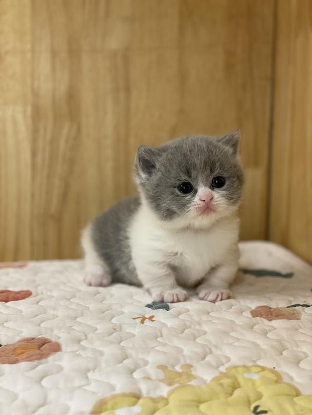 ลูกแมวมันช์กิ้น ขาสั้น รูปที่ 9