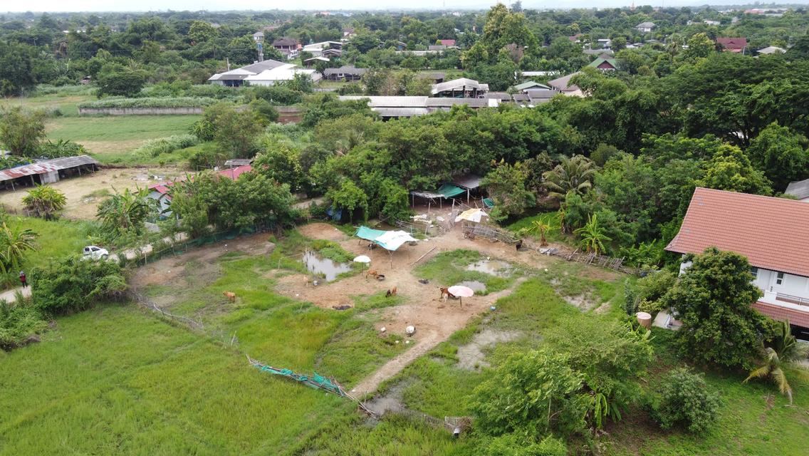  ที่ดิน 3 แปลง 378 วา , 400 วา และ 400 วา ใกล้สันกำแพงสายใหม่ 550 เมตร 7