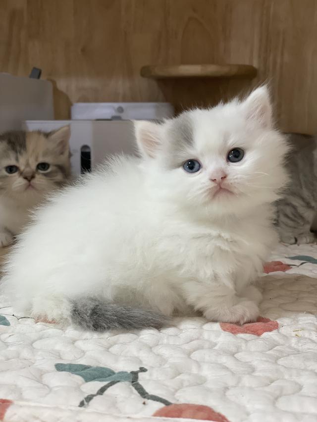 แมวขาสั้น 4