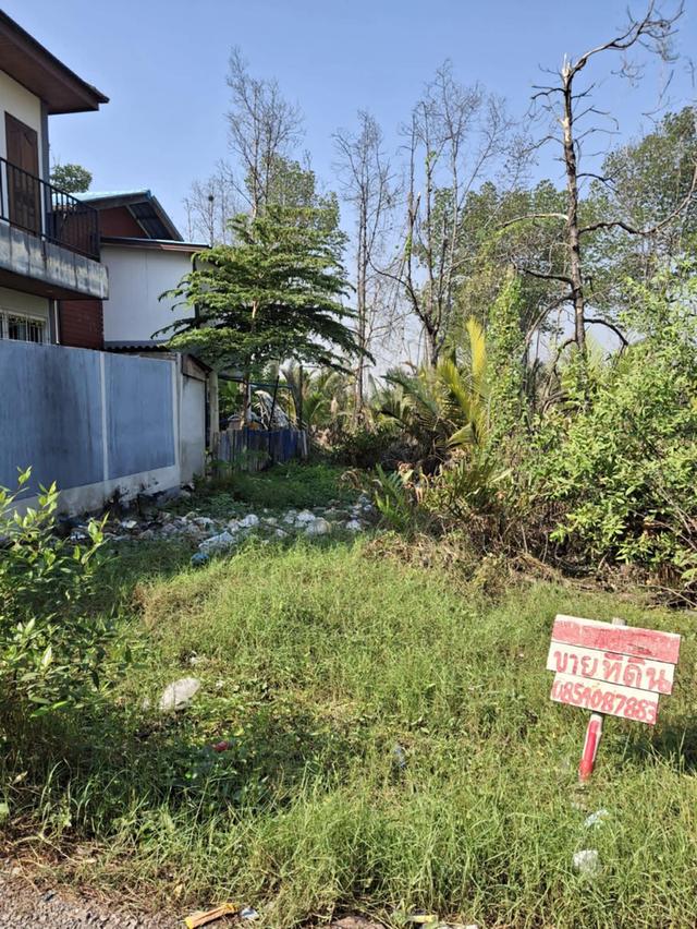 ที่ดิน พื้นที่ว่างปล่าว บ้าน 6