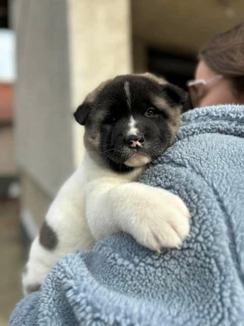 Akita Puppies Available Now For Sale รูปย่อยที่ 2